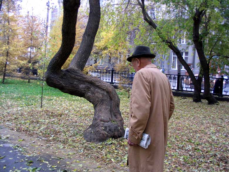 Старик и дуб