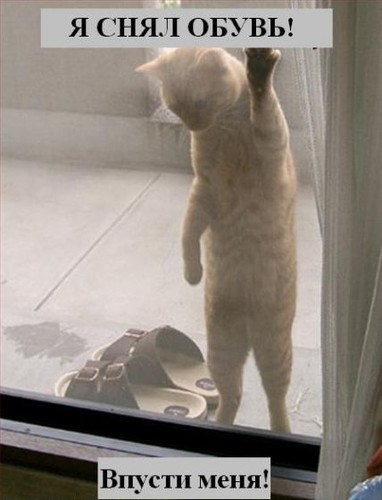 Котенок