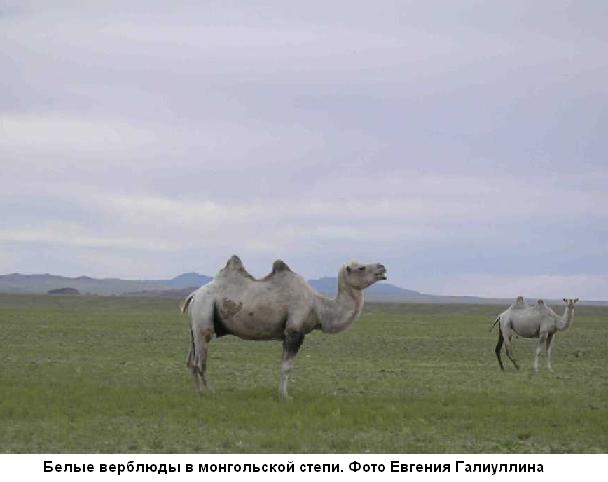 Вещь. О диалоге культур