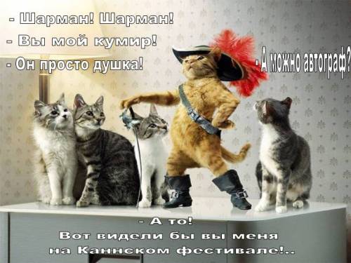 Кошачья переписка