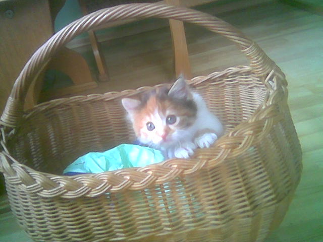 Кошкина дочка Машутка