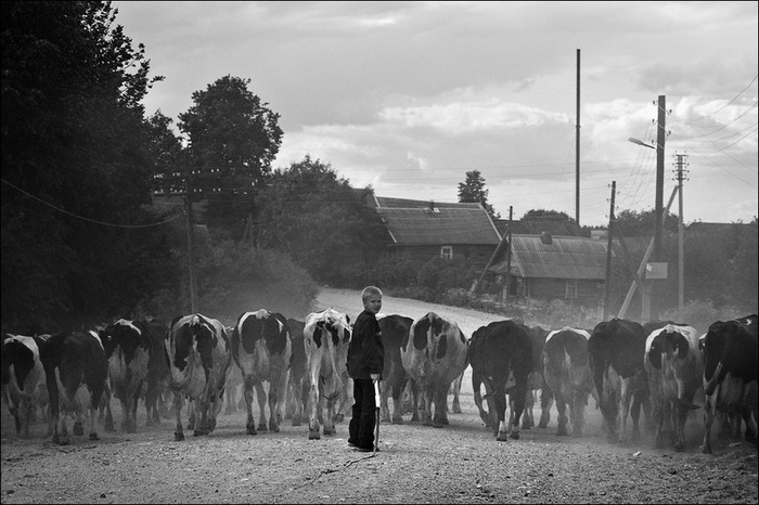 Фотография ЧБ деревенская картинка с пастухом и коровами из раздела жанр 2247272 - фото.сайт - Photosight.ru