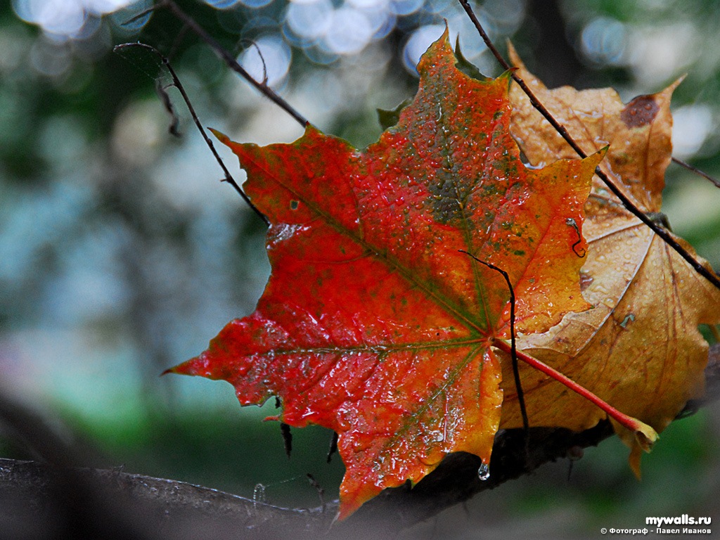 Осенние листья (Ирина Савостьянова) / Проза.ру
