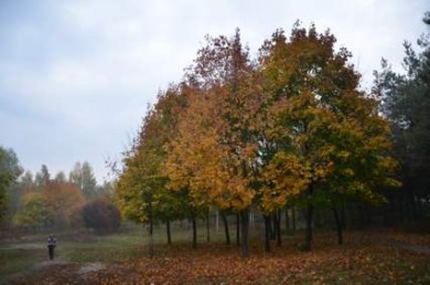 �i����i�, �i�i����