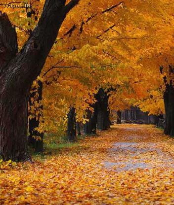 золотая осень рассказ золотая осень рассказ