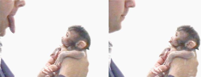 ���������� ������� Mirror neurons