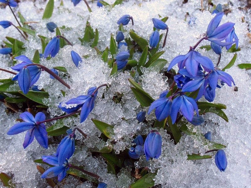 http://www.proza.ru/pics/2012/03/16/1776.jpg