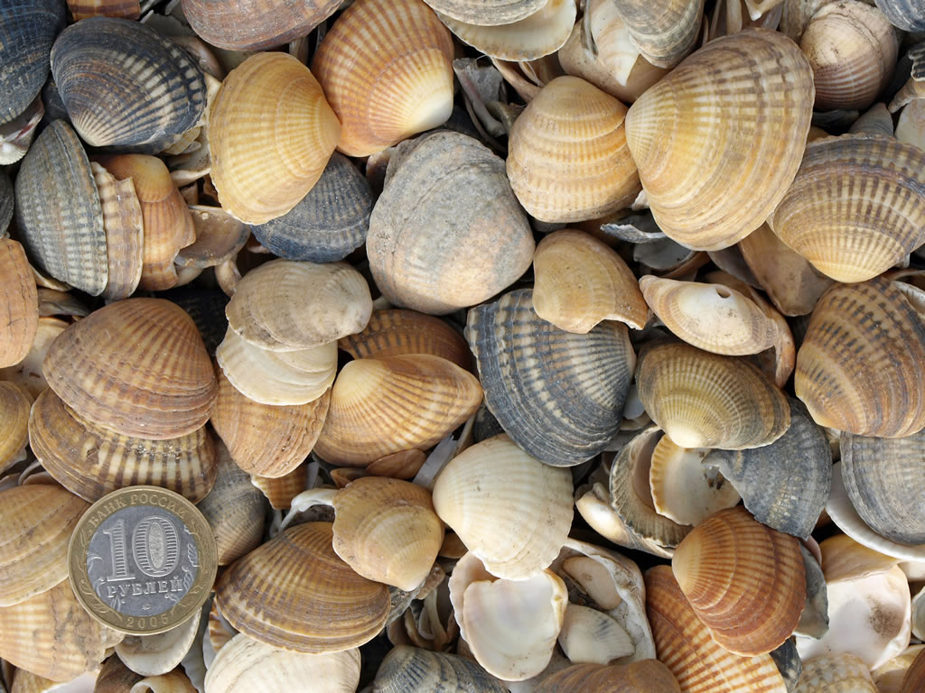 Ракушки (Маша Верина) / Проза.ру