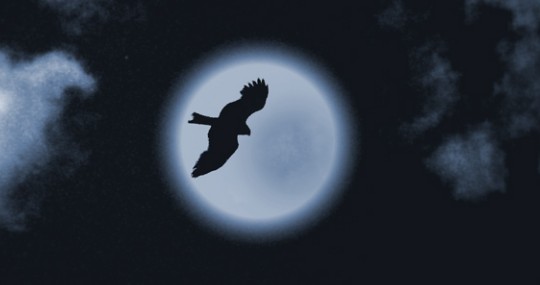 Бессонница - ночная птица 1120