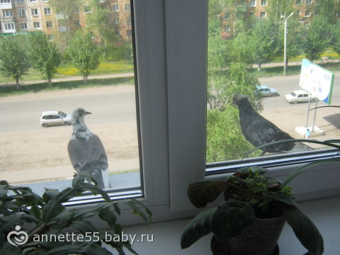 Я в ответе за всех, кого приручила (женские истории) / проза.