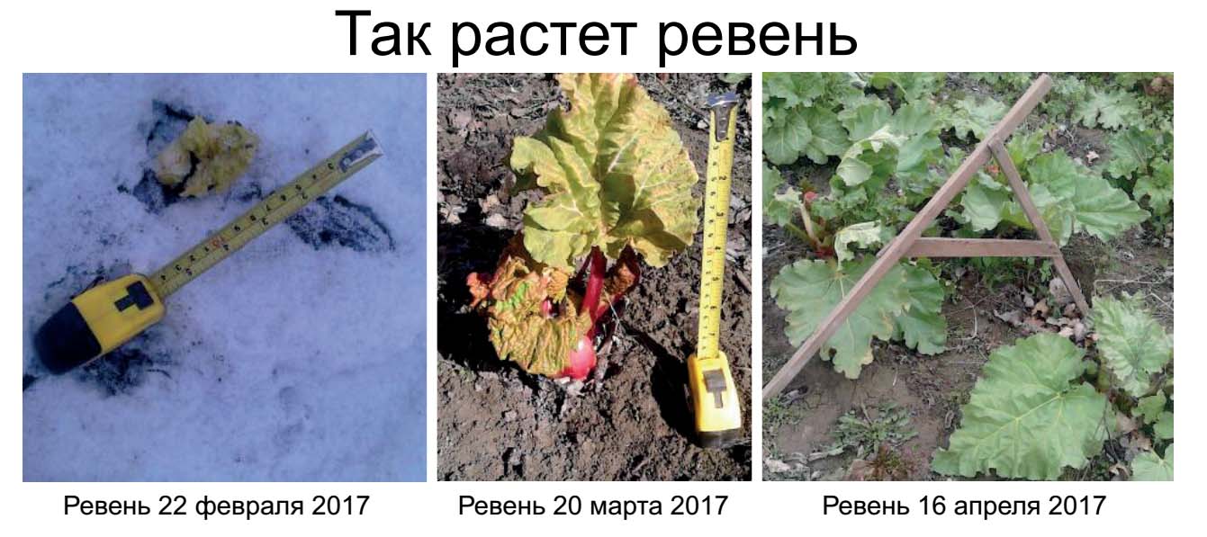 Ревень когда его сажать Ревень когда его сажать