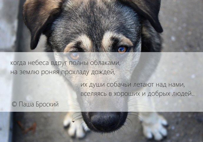 Стих про собаку которая умирает Стих про собаку которая умирает