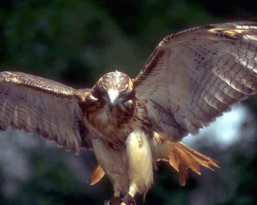 А.Александр