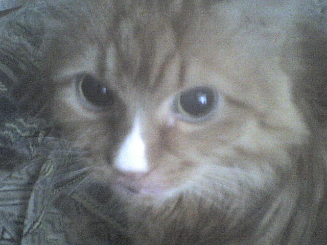 Олег Овсянников