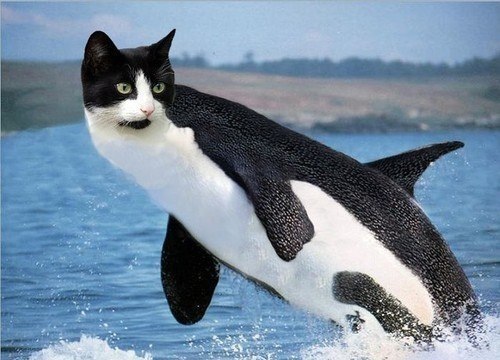 картинки морских котиков онлайн картинки морских котиков