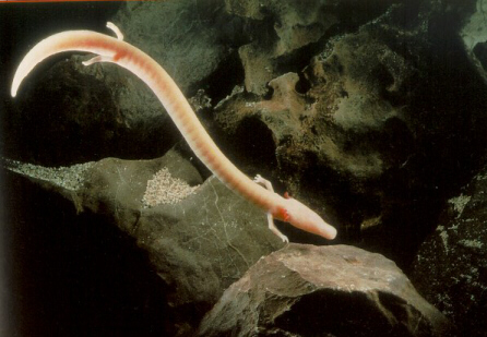 Ядвига Фердинандовна