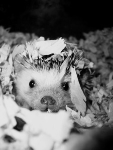 Ежик Апельсиновый