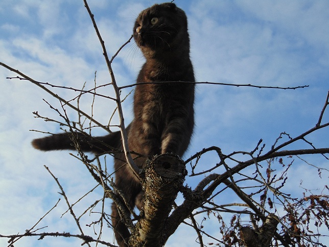 Комаров Николай Семенович