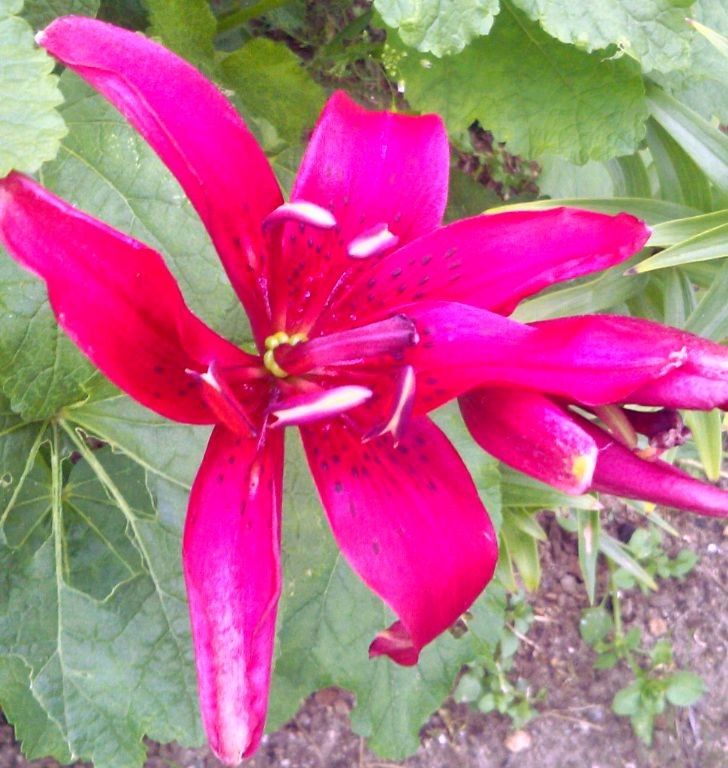 Светлана Ивахина-Кирикова