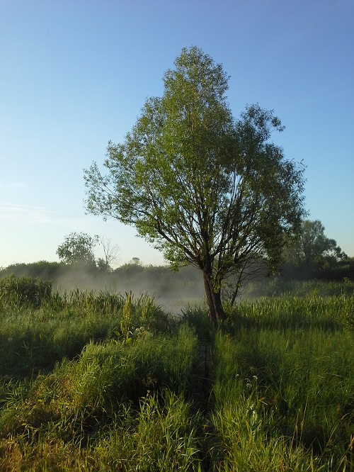 Татьяна Воляева