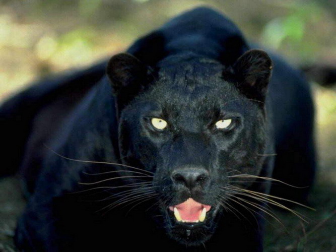 черный ягуар 
