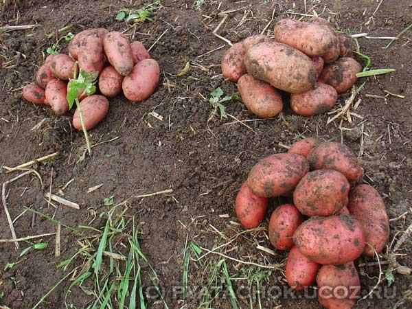 Рядом с чем можно и нельзя сажать помидоры? Огород 55 Рядом с чем можно и нельзя сажать помидоры? Огород 39