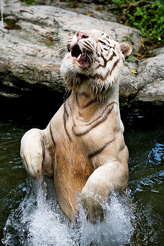 Фото мое, купающейся тигрицы (Татьяна Тюленева) / Проза.ру
