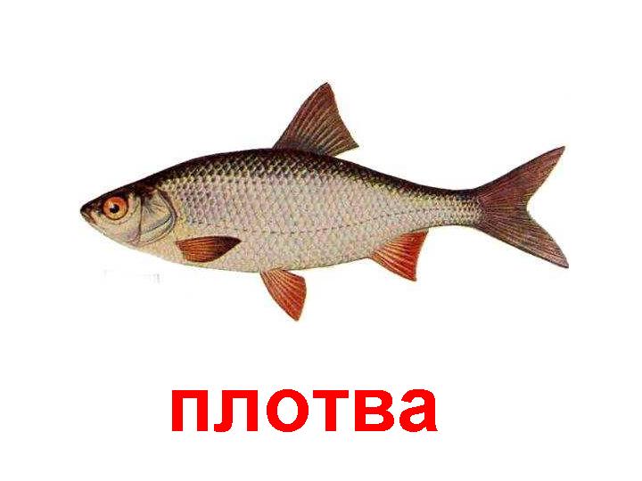 плотва фото рыба онлайн плотва фото рыба