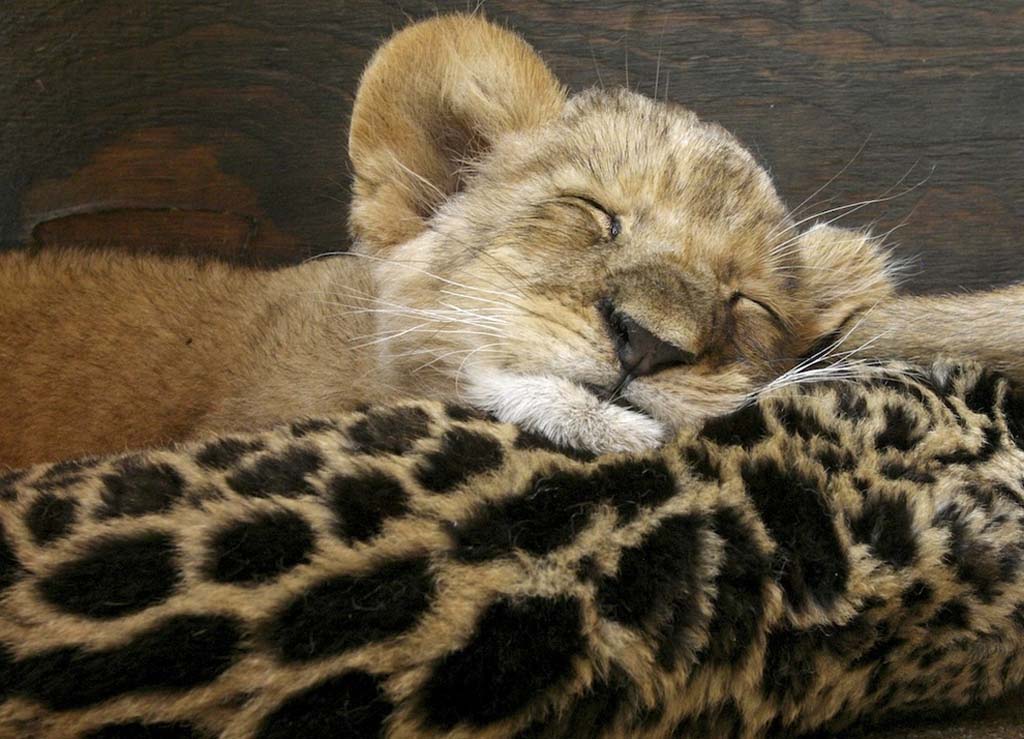 Золотистый Леопард сказка для родителей и детей (Оксана