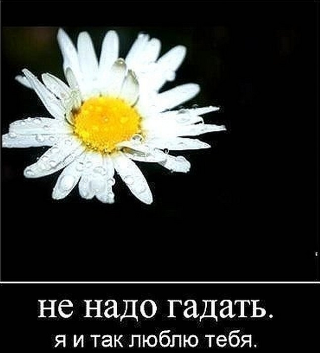 Картинка ромашки с надписями любишь не любишь