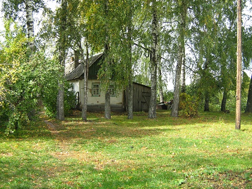 березы русские картинки онлайн березы русские картинки