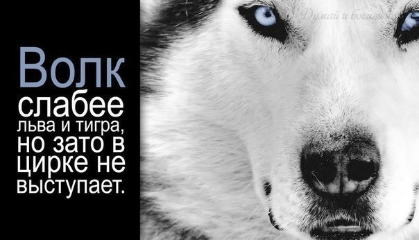 Волки не выступают в цирке, как мы дрочили дома и исчисление стажа для больничного Волки не выступают в цирке