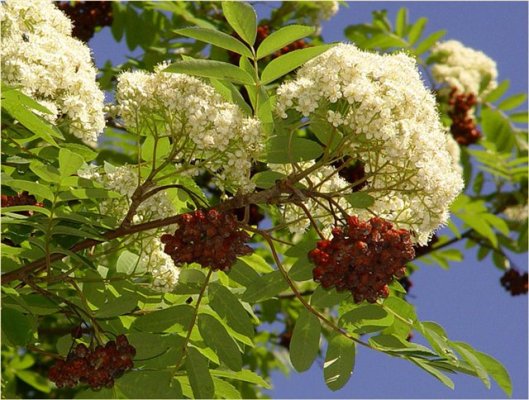 Песню Уральская Рябинушка