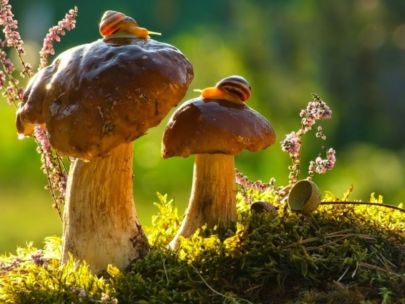 Картинки удивительное рядом