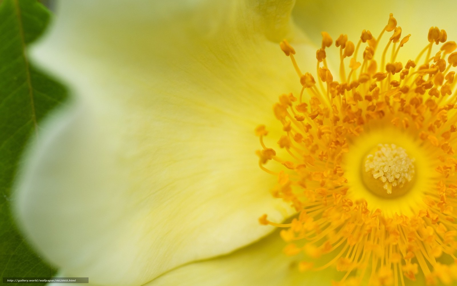 Image result for фото золотой цветок