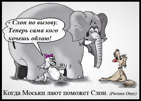 Слон и моська прикольные картинки, лучшей воспитательнице открытка