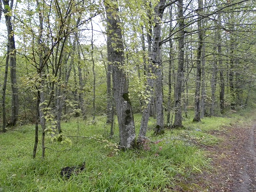 Глава 53. После антракта.