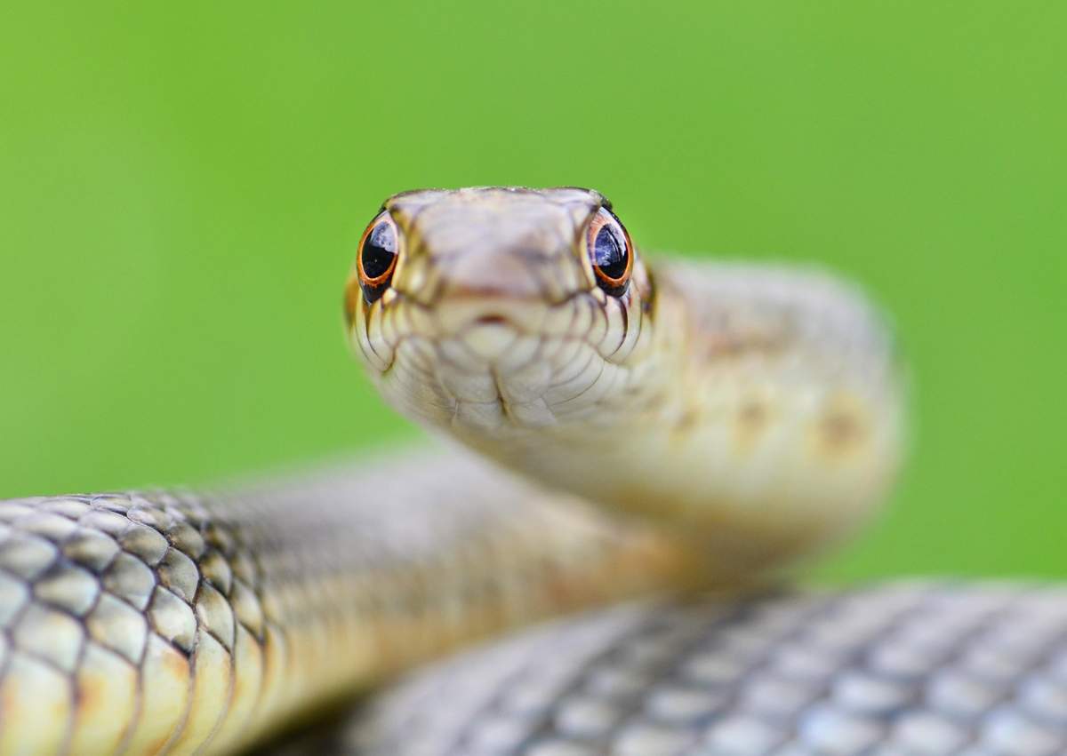 Две женщины, удар колокола и змей