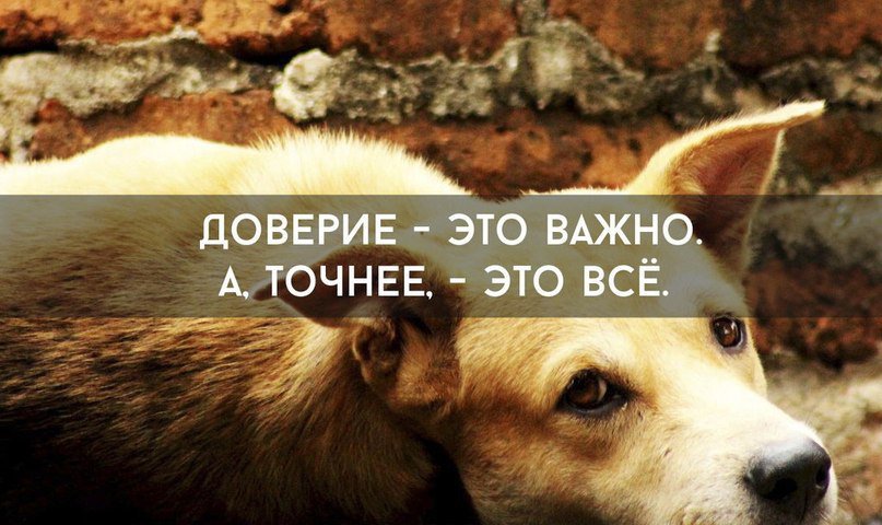 Картинки доверие с надписями, рисунками стрижки